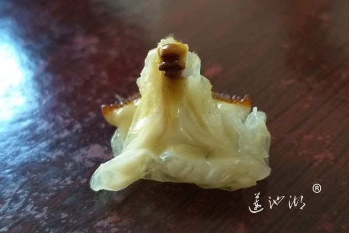 蟹和尚