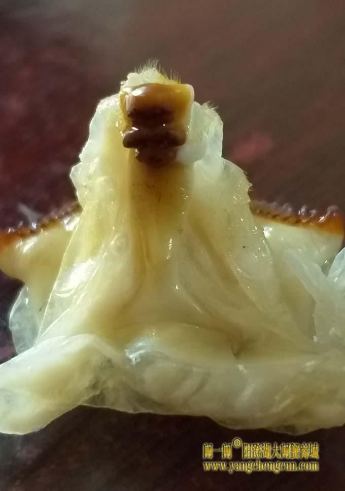 蟹和尚