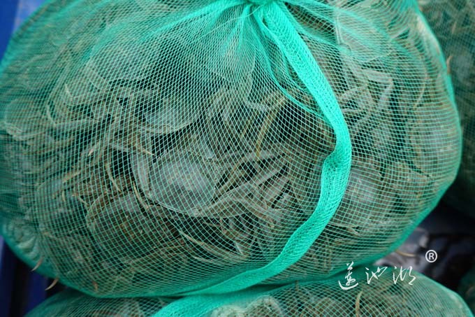 阳澄湖大闸蟹（蟹苗）