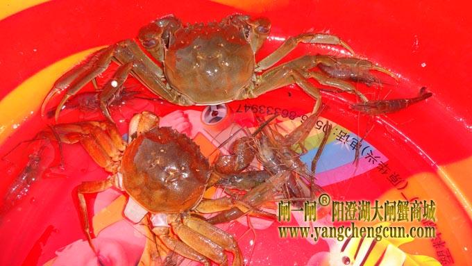 阳澄湖蟹农的一天