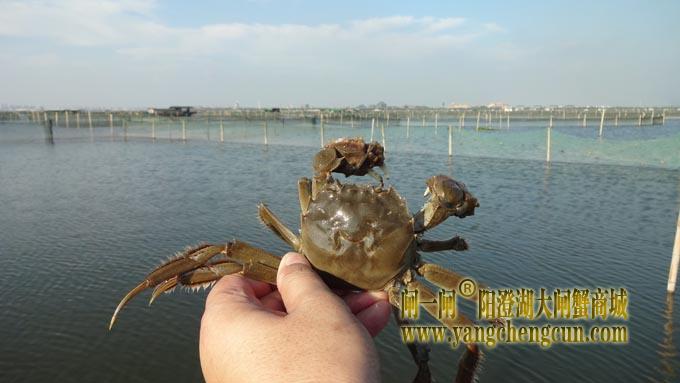 阳澄湖蟹农的一天