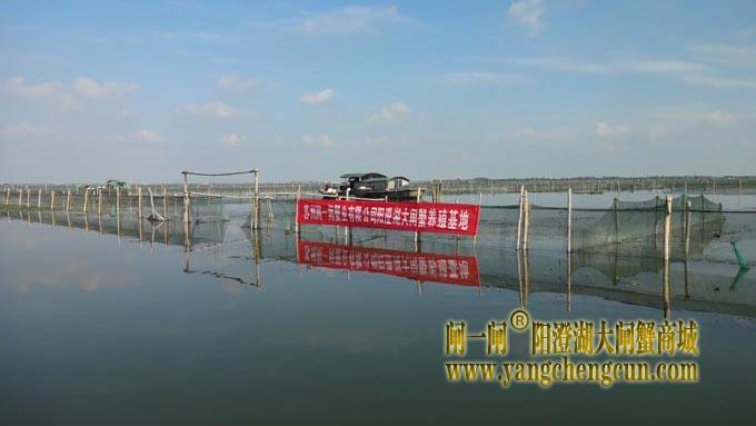 阳澄湖大闸蟹养殖场的风景图