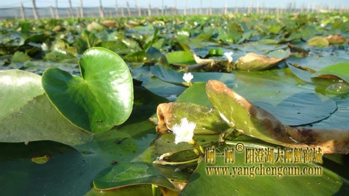 不知名的小花