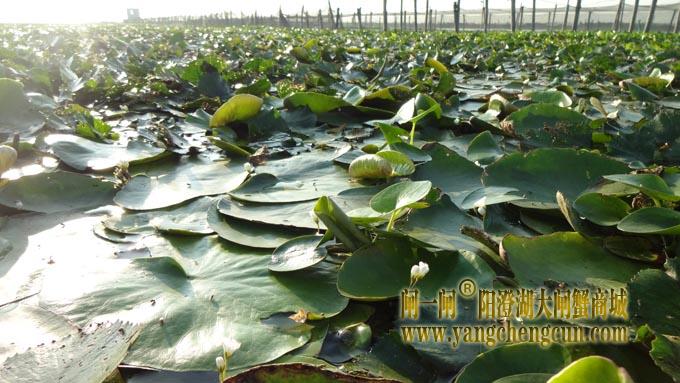 不知名的小花