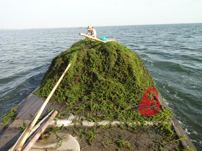 阳澄湖养蟹人劳动工作照（卷草）