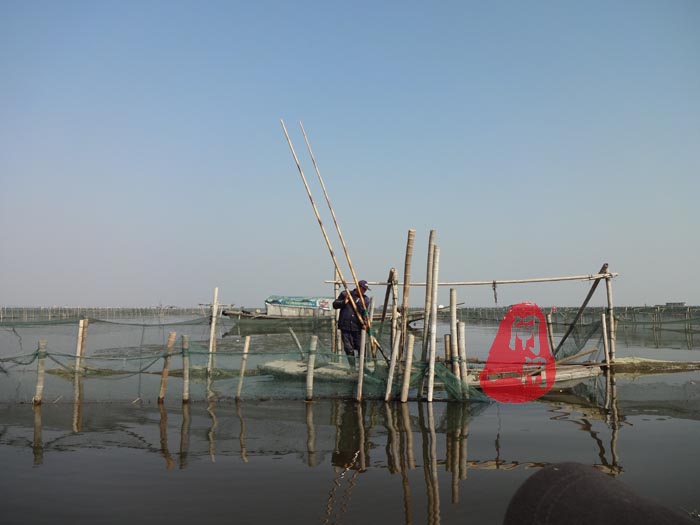 阳澄湖养蟹人劳动工作照（夹网）