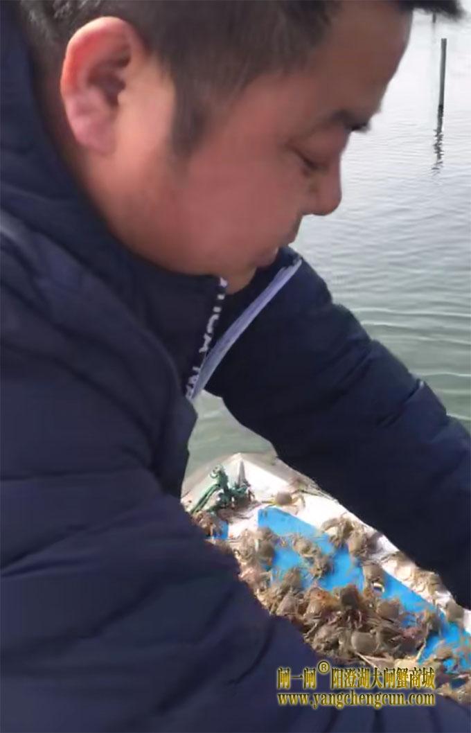 蟹农马春华