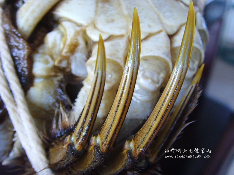 阳澄湖大闸蟹