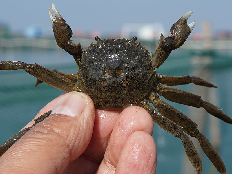 阳澄湖1号