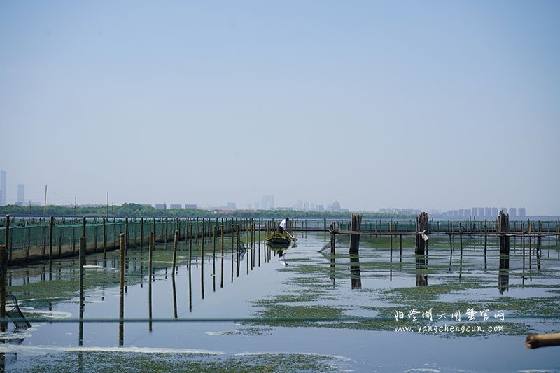 阳澄湖大闸蟹