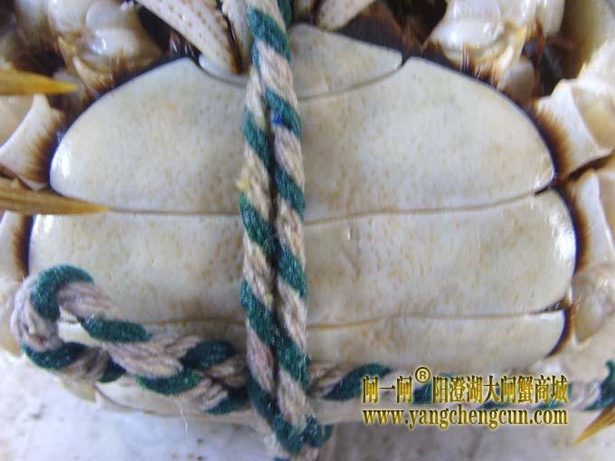 阳澄湖大闸蟹母蟹