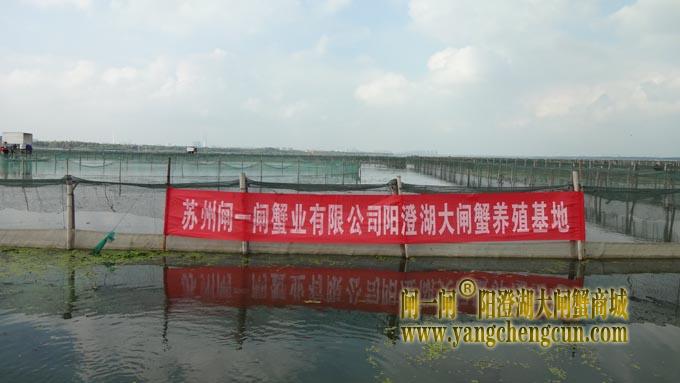 阳澄湖大闸蟹养殖基地