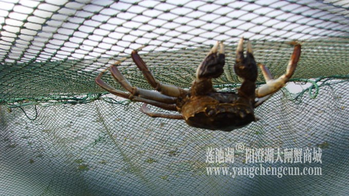 阳澄湖大闸蟹