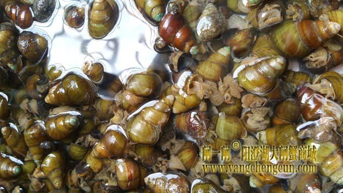 阳澄湖螺蛳