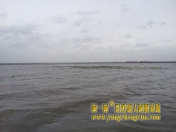 阳澄湖上有一种风叫台风