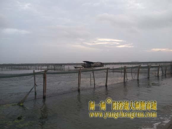 阳澄湖上有一种风叫台风