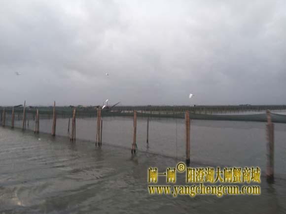 阳澄湖上有一种风叫台风
