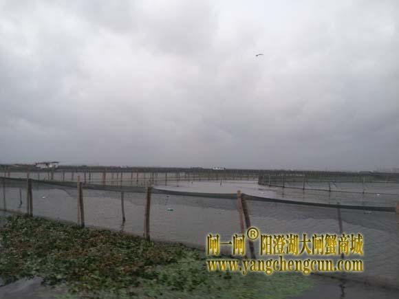 阳澄湖上有一种风叫台风