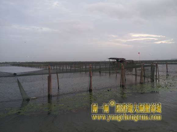 阳澄湖上有一种风叫台风