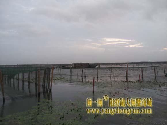 阳澄湖上有一种风叫台风
