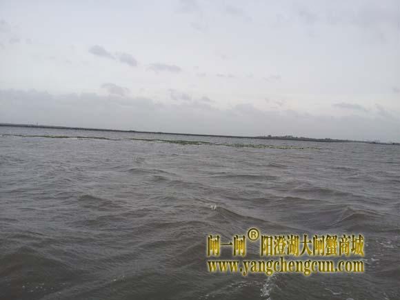 阳澄湖上有一种风叫台风