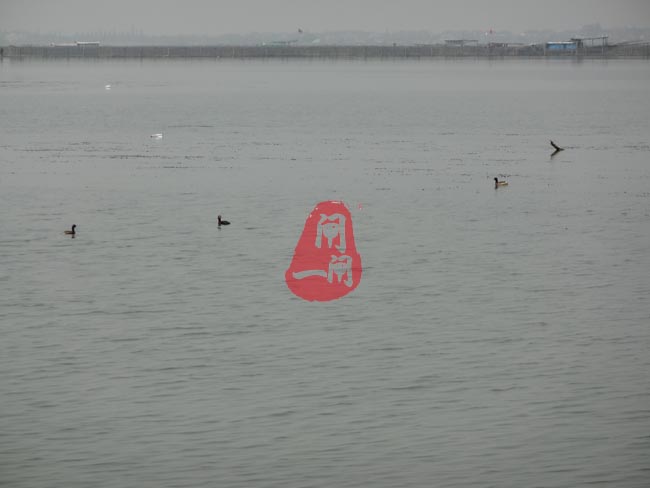 阳澄湖的野鸭