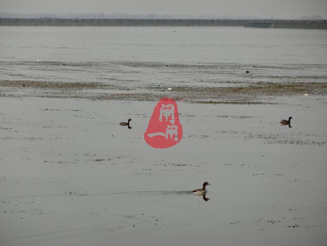 阳澄湖的野鸭