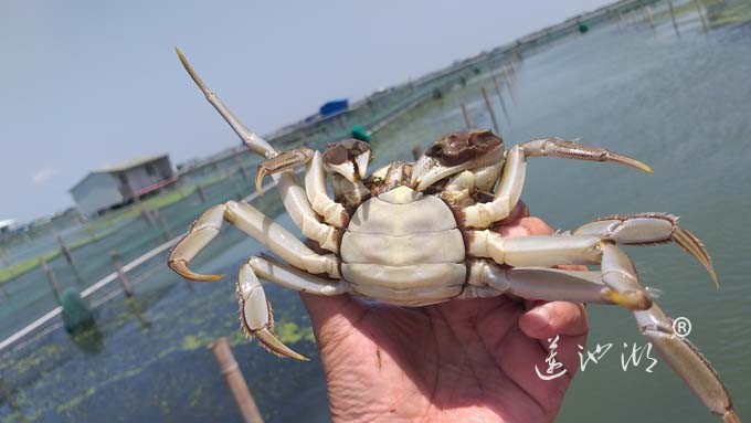 阳澄湖大闸蟹