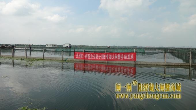苏州闸一闸蟹业有限公司阳澄湖大闸蟹养殖基地