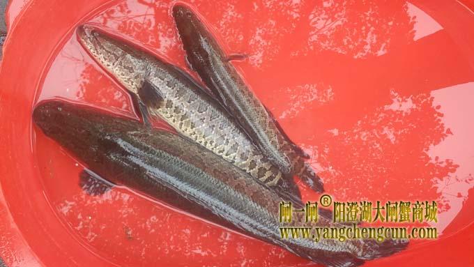 黑鱼
