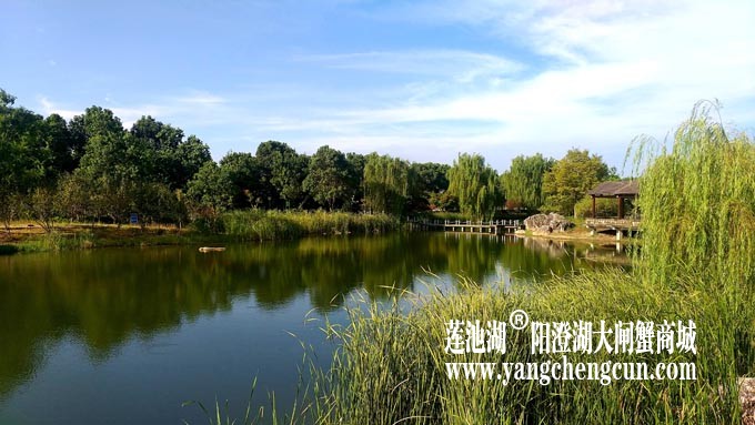仙樱湖