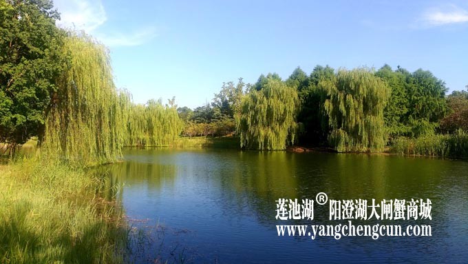 仙樱湖