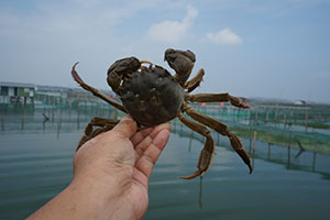 阳澄湖大闸蟹