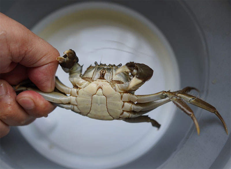 阳澄湖大闸蟹