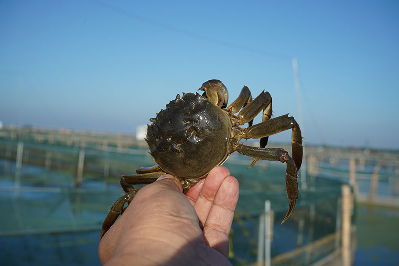 阳澄湖大闸蟹