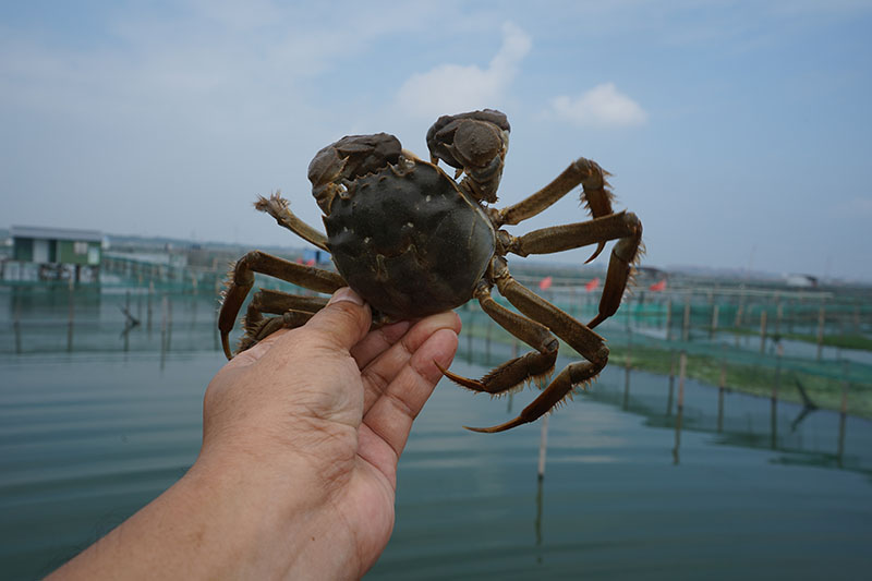 阳澄湖大闸蟹