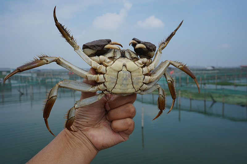 阳澄湖大闸蟹