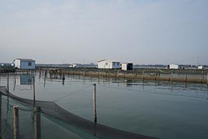 阳澄湖蟹农打桩加固围网实录