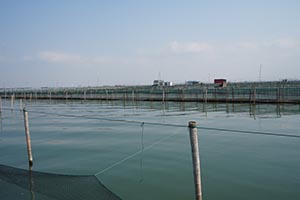 阳澄湖蟹农打桩加固围网实录