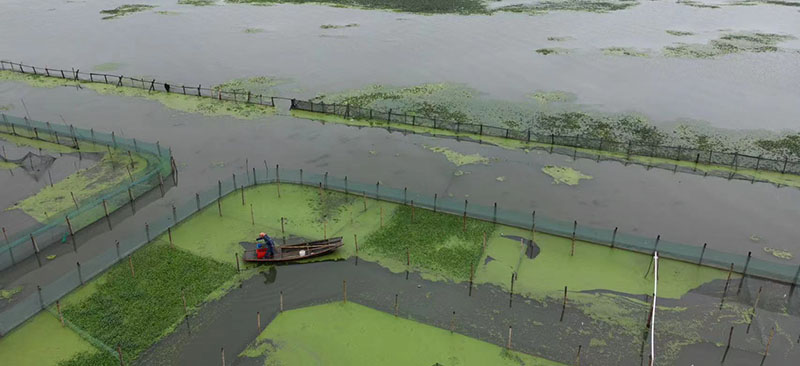 阳澄湖蟹农